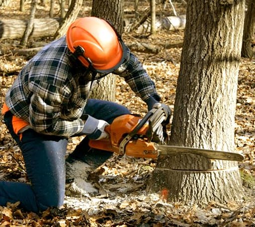 Tree Removal in Olden, TX